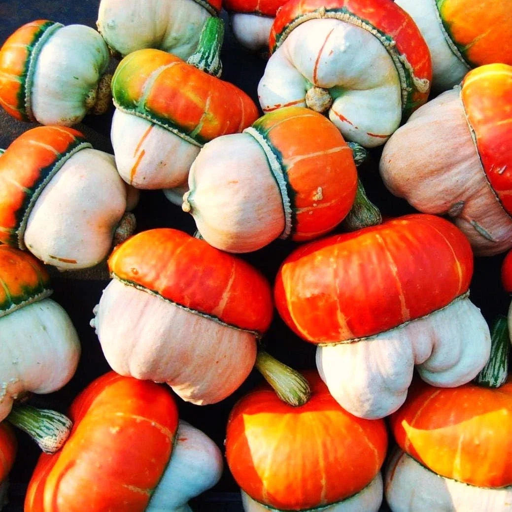 Mini Red Turban Gourd Seeds - Cucurbita maxima - Ideal for Elf Houses & Autumn Decor - 20 Non-GMO Seeds