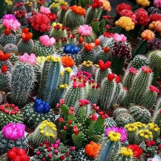 Mixed Multi-Color Cactus Seeds, 100pcs Pack, Cactaceae Variety for Gardening, Easy to Grow Succulents