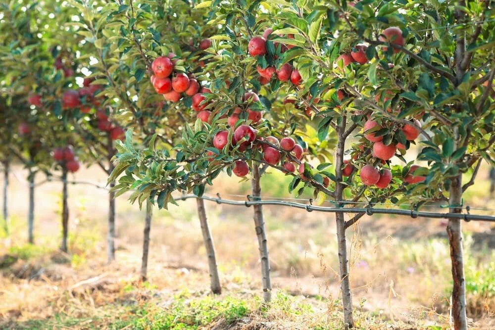Apple Tree Seeds - 30 Seeds - Delicious Variety - Malus pumila, Common Apple for Planting