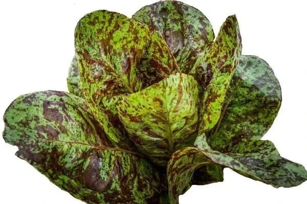 Freckles Romaine Lettuce Seeds - 500+ Organic Non-GMO Heirloom - Lactuca sativa - Unique Speckled Leaves for Home Garden