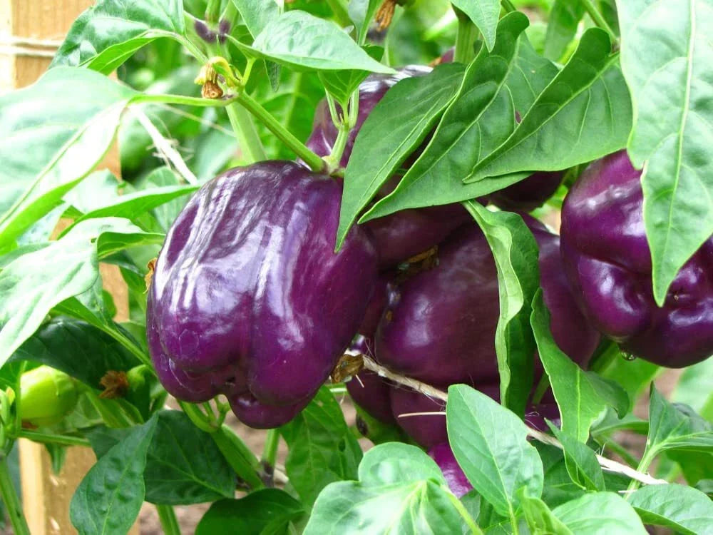 Purple Beauty Pepper Seeds - 100+ Seeds - Capsicum annuum - Edible Purple Variety for Cooking and Gardening