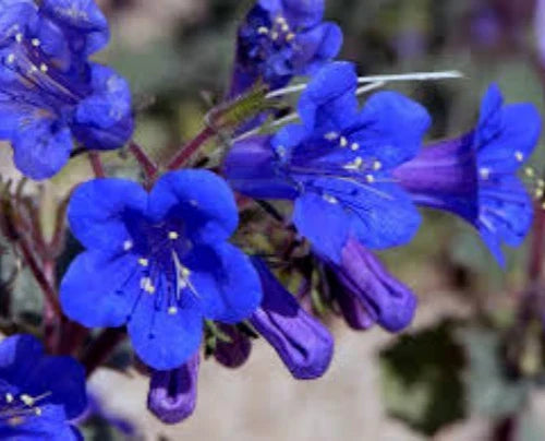 California Bluebell Seeds, 100 Seeds, Phacelia Campanularia, Drought-Resistant Flower Seeds for Garden
