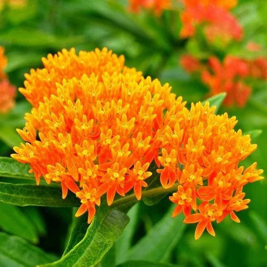 Orange Milkweed Seeds - 50 Pack - Tuberosa Perennial - Asclepias Tuberosa - Monarch Butterfly Host Plant - Non-GMO