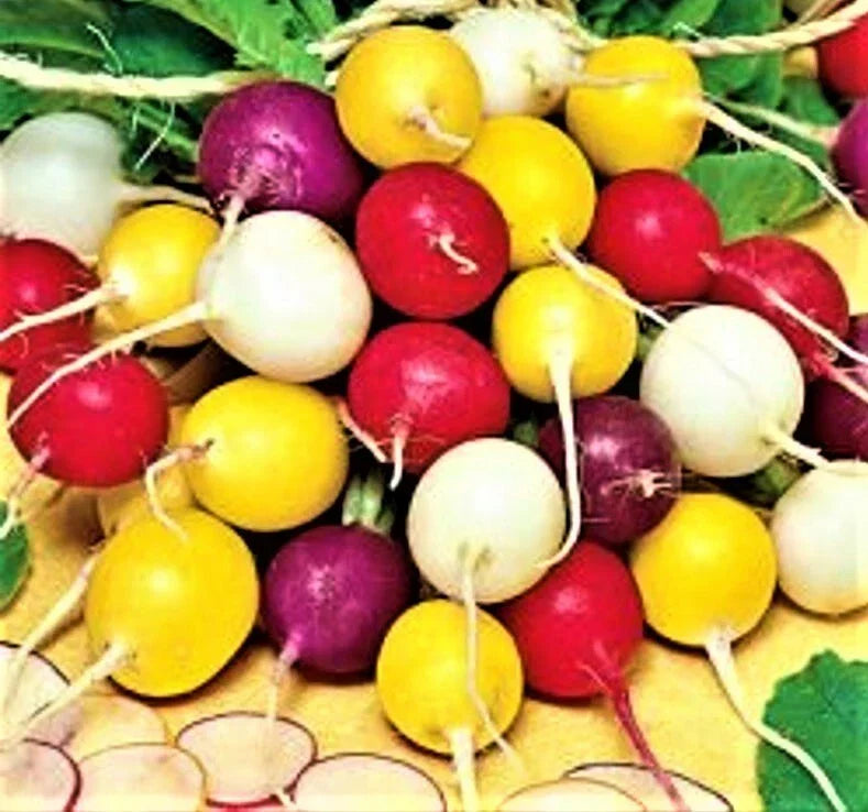 Radish Seeds - Crayon Colors Mix - 100+ Non-GMO Garden Vegetable Seeds - Raphanus sativus for Home Planting