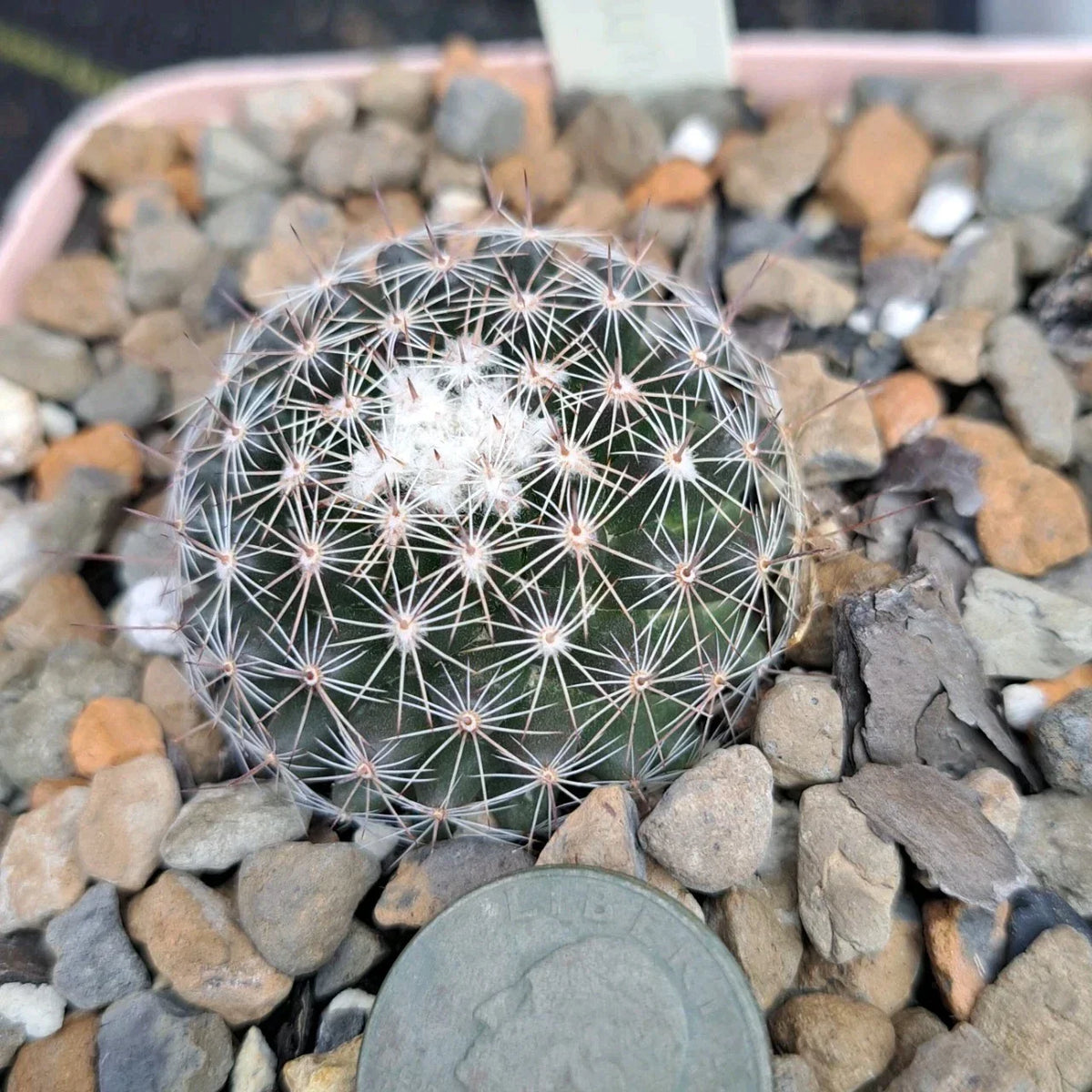 Mammillaria Gaumeri Cactus Bare Root | Unique Drought-Tolerant Succulent | Gaumer's Cactus | Easy Care Desert Plant