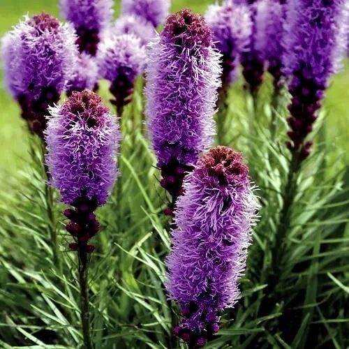 50 Purple Blazing Star Flower Seeds - Liatris spicata - Cold Hardy Perennial for Butterfly Gardens