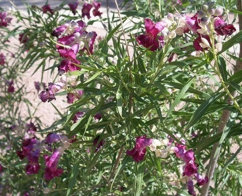 Desert Willow Tree Seeds - 40+ Fresh Purple Orchid Flower Seeds - Chilopsis linearis - Drought-Tolerant Garden Plants