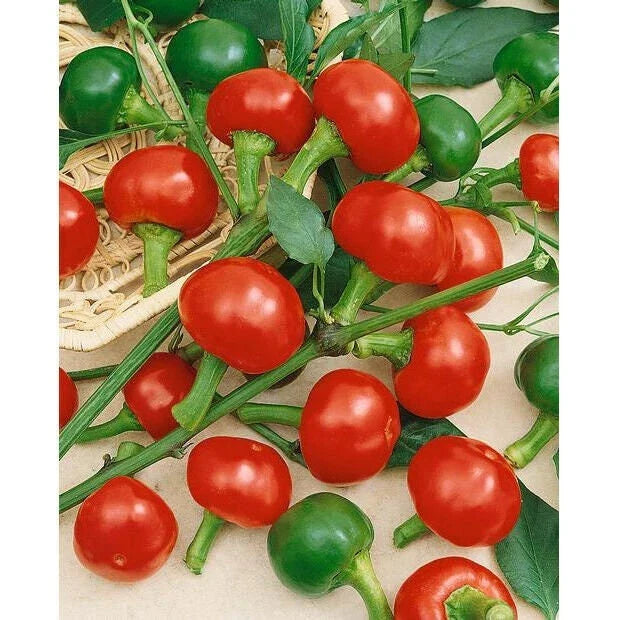 Large Red Cherry Hot Pepper Seeds - Heirloom Non-GMO - Capsicum annuum - 20 Seeds Per Packet - Easy to Grow