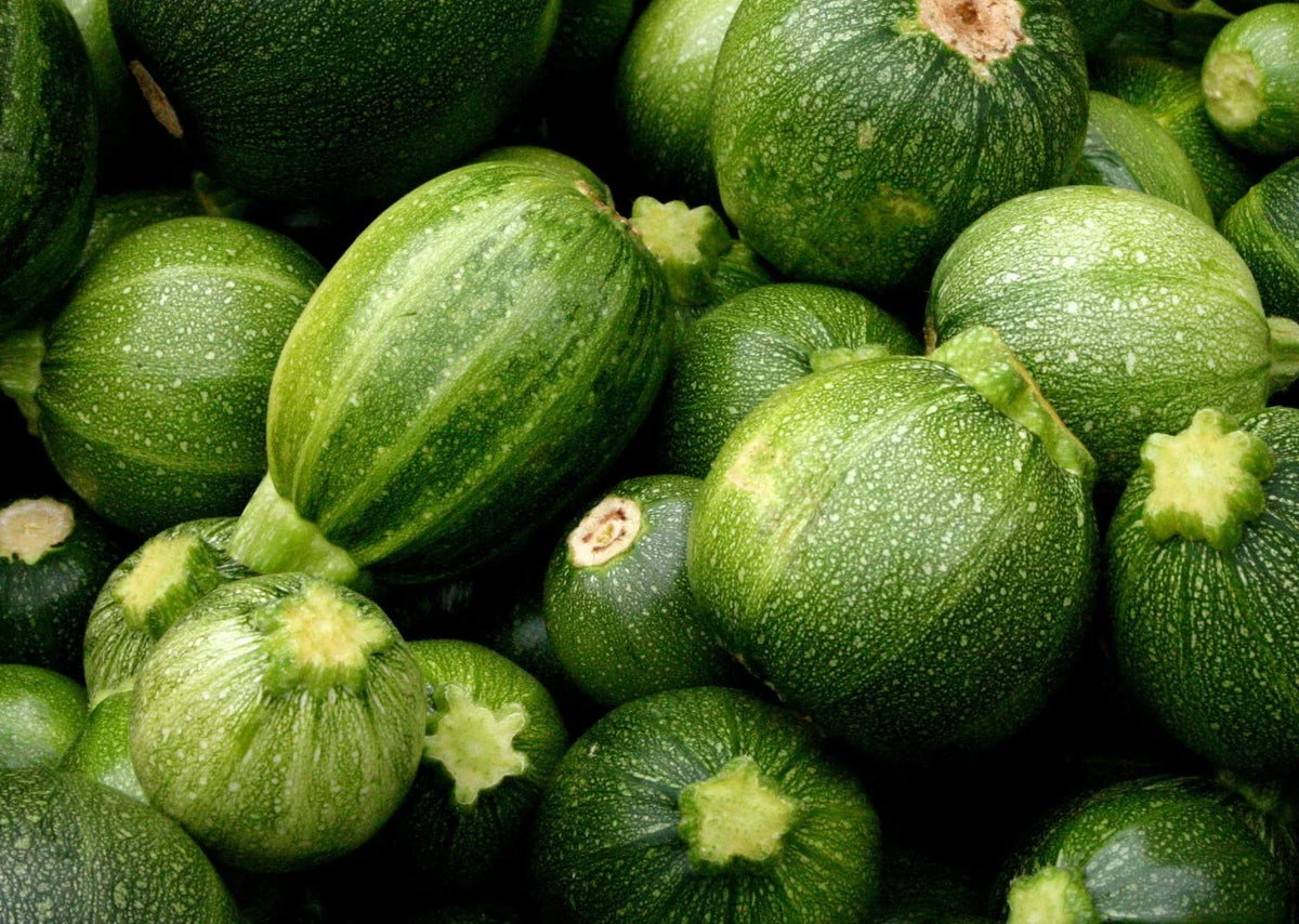 Zucchini Round Seeds 20 Ct Non-GMO Summer Vegetable Cucurbita pepo for Home Gardening