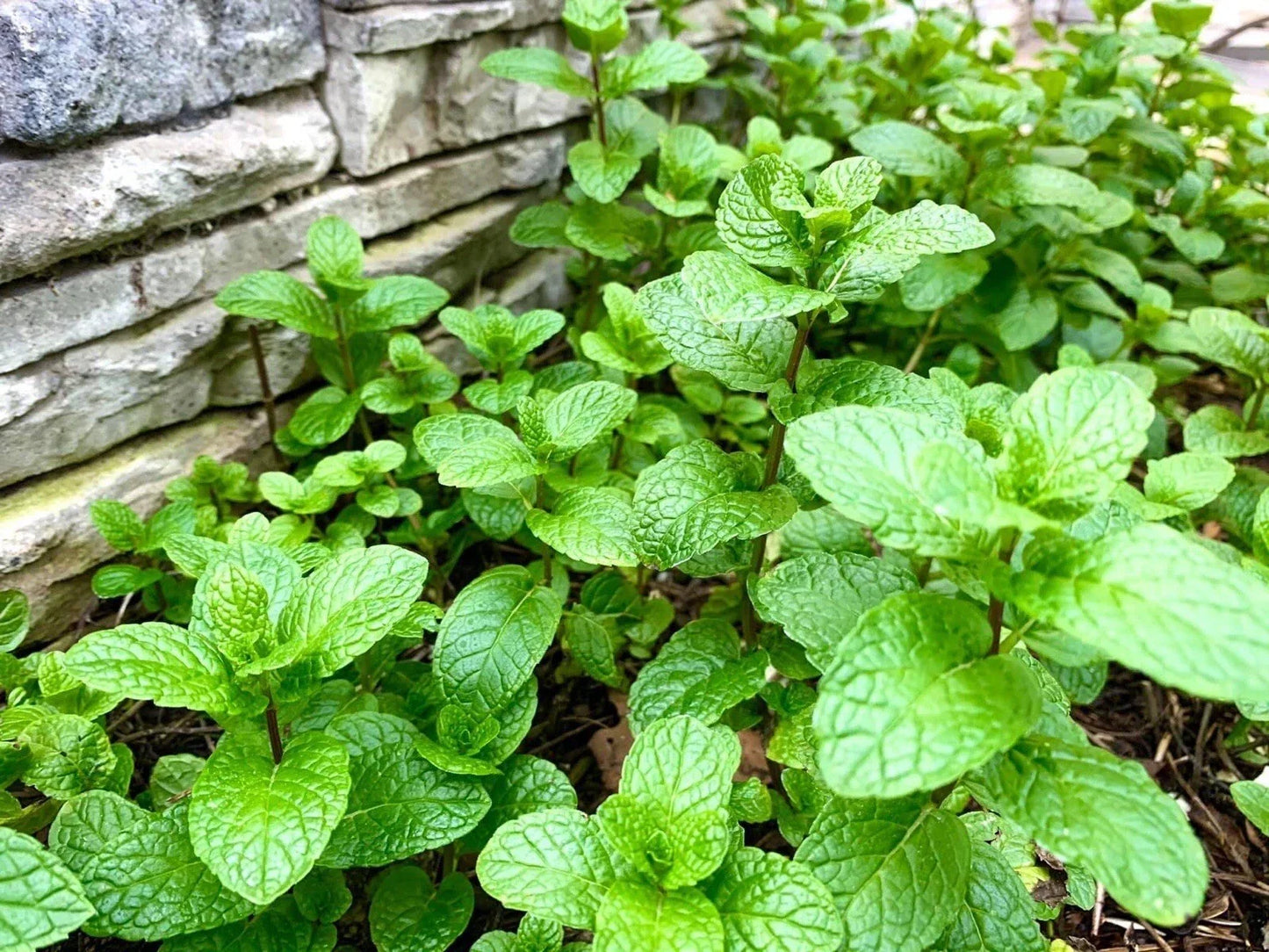 Mint Bare Root Plants - 10 Pack - Aromatic Herb - Mentha spp. - USA Grown for Culinary Use, Teas, and Cocktails