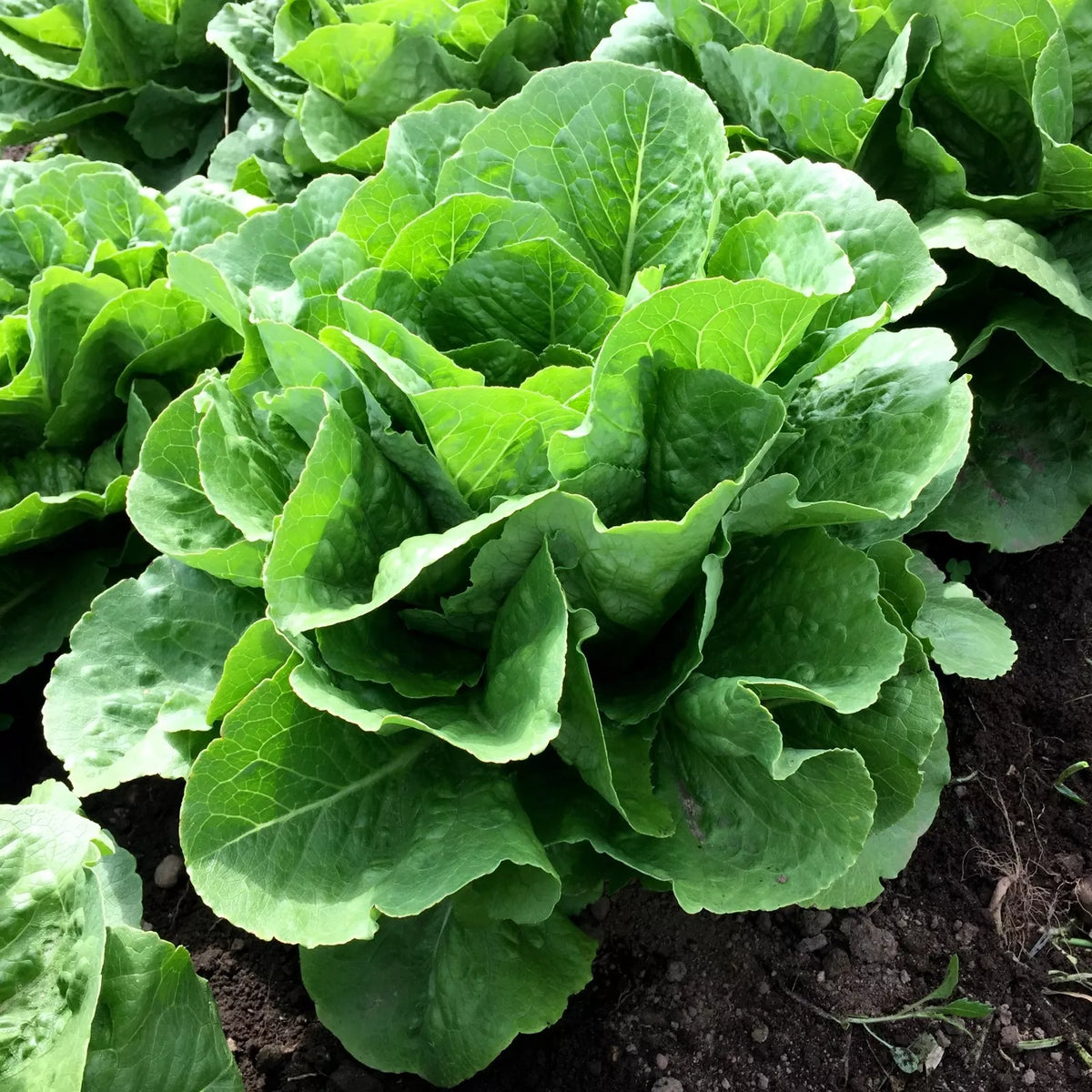 Romaine Lettuce Seeds, Non-GMO, Parris Island Variety, Lactuca sativa - Perfect for Caesar Salad and Home Gardens