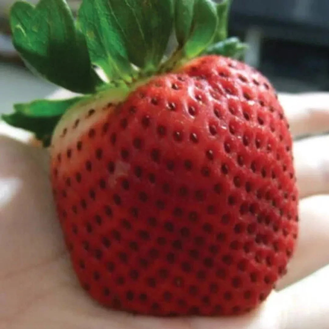 Giant Strawberry Seeds 10 | Junebearing Variety | Fragaria spp. | Perfect for Home Gardening and Container Planting