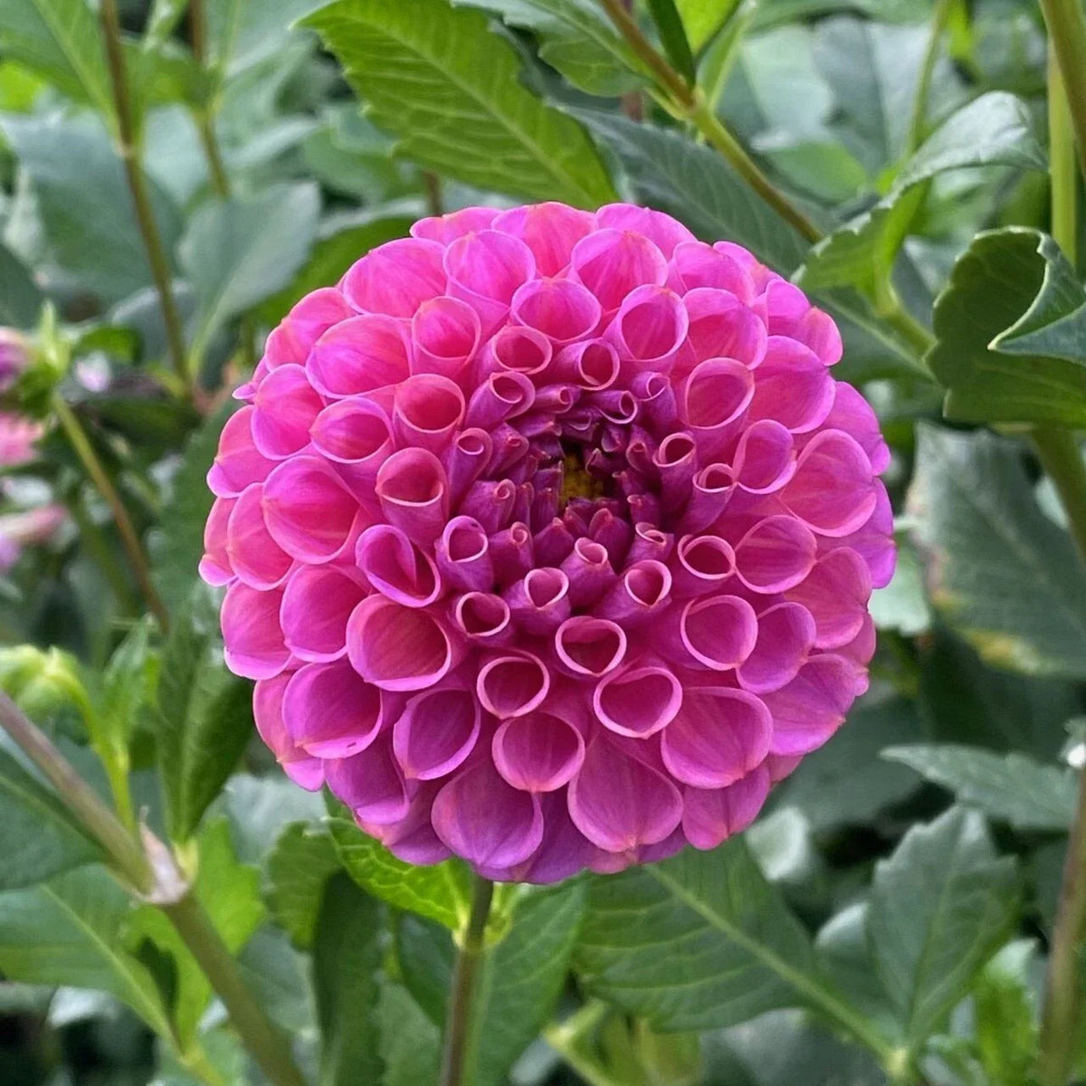 25 Rocco Dahlia Seeds | Perennial Flower Seeds | Vibrant Blooms | Dahlia variabilis | Non-GMO, Easy to Grow