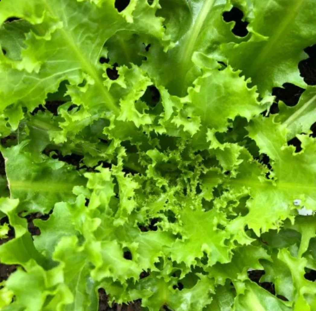 Endive Seeds 1000 Count Green Curled Ruffec Cichorium endivia NON-GMO Vegetable Garden Seeds for Planting