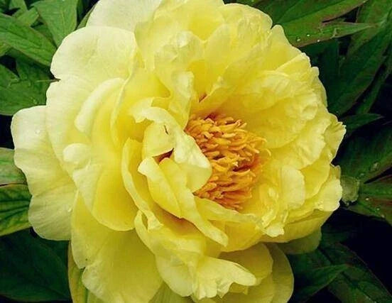 Peony Seeds - 10pc Pack - Exotic Flower Variety - Paeonia spp. - USA Seller - Vibrant, Fragrant Blooms for Garden