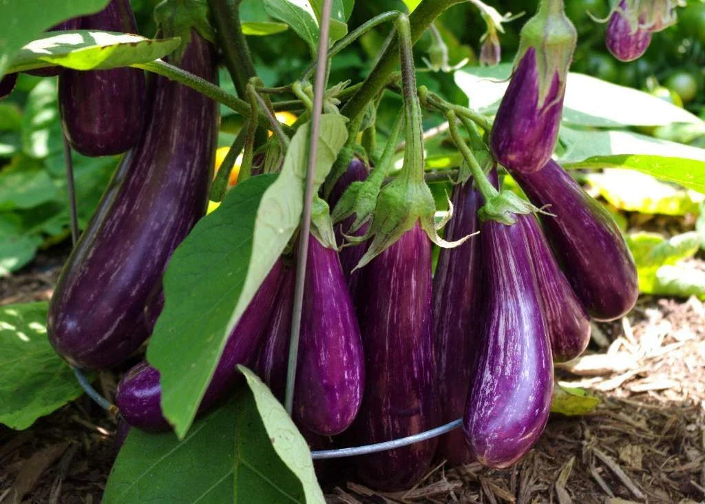 Long Purple Italian Eggplant Seeds, Heirloom, Non-GMO, Solanum melongena, 100 Seeds for Garden and Culinary Use