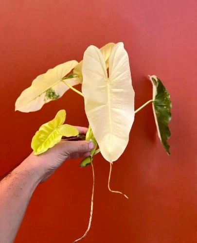 Variegated Burle Marx Philodendron Cutting | House Plant with Air Roots & Nodes | Philodendron 'Burle Marx Variegated'