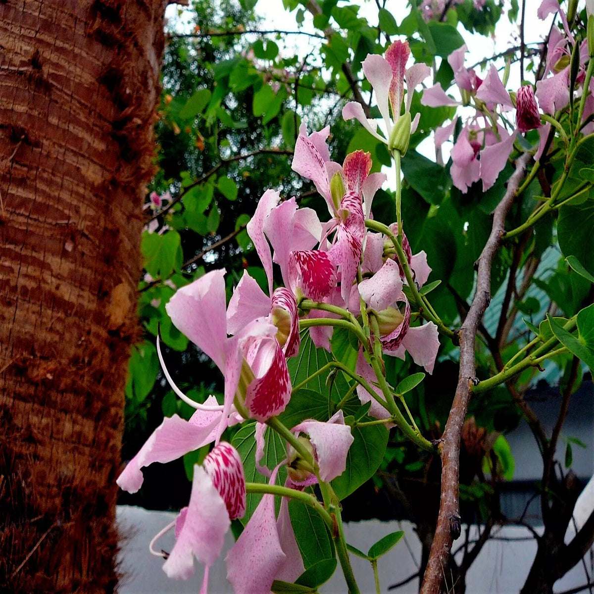 Pink Orchid Tree Seeds - Tropical Butterfly Flower - Bauhinia monandra - Rare Exotic Plant Seeds for Gardeners - Pack of 10