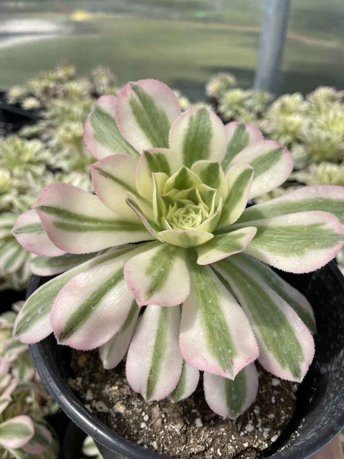 Succulent Cutting 3.5” Variegated Aeonium Arboreum 'Variegatum' - Easy Care Indoor Plant, Drought-Resistant Houseplant Decor