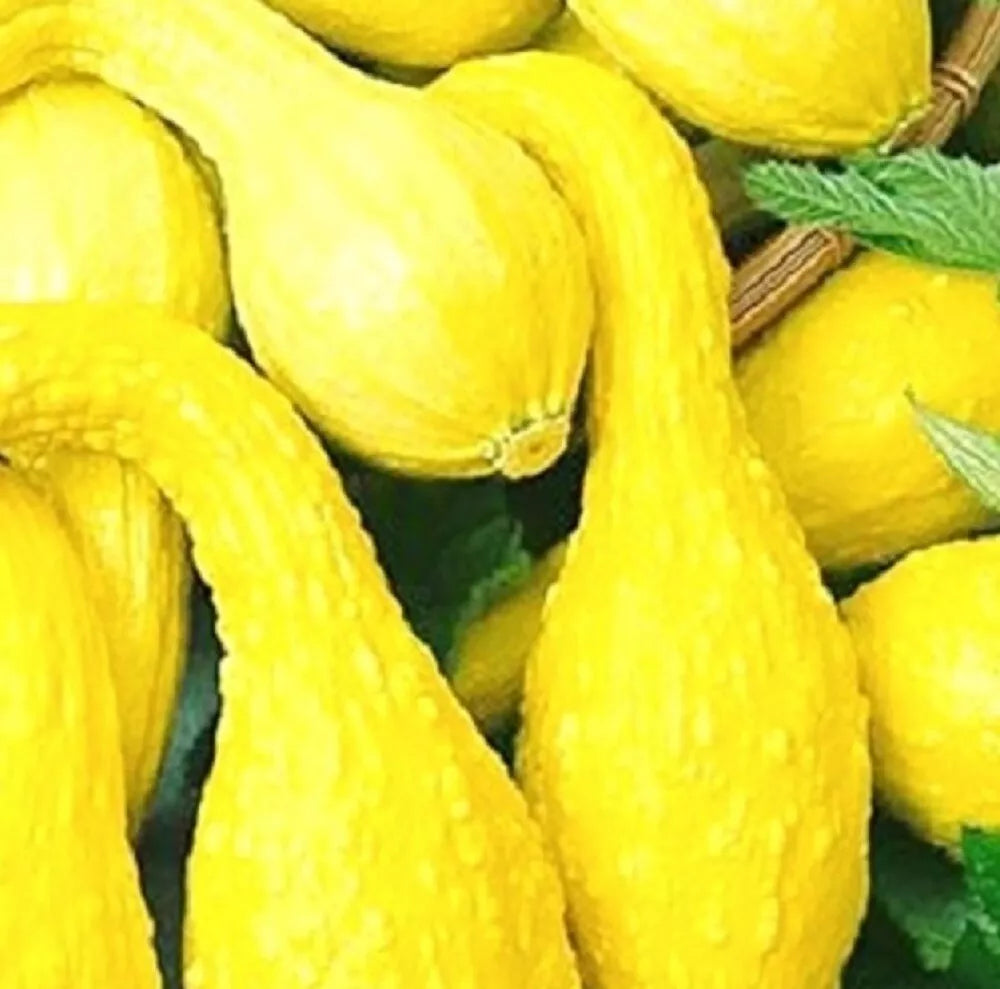 Crookneck Golden Summer Squash Seeds | Heirloom NON-GMO | Cucurbita pepo | Easy to Grow Garden Seeds