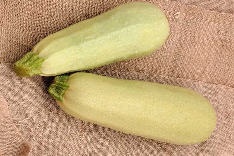 Cousa Squash Seeds - 25+ Pack - Heirloom Cucurbita pepo - Non-GMO - USA Grown - Ideal for Home Gardening