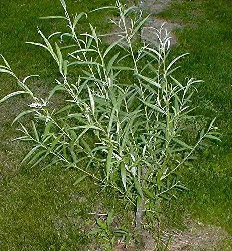 Austree Hybrid Willow Tree Cuttings - 200 Thick Cuttings - Fast Growing Privacy Screen - Salix × sepulcralis