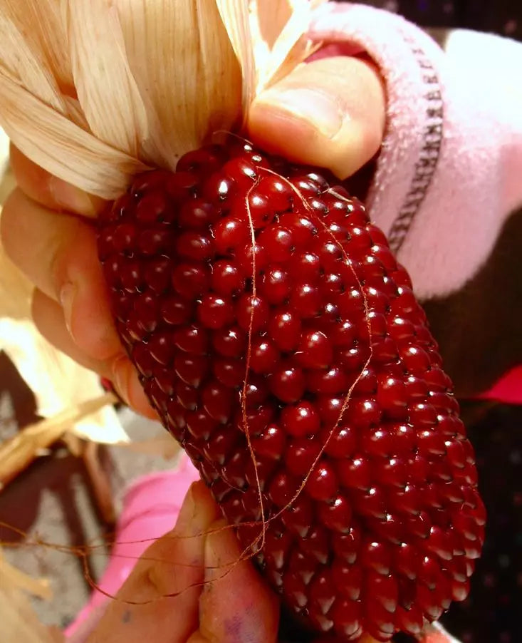 Strawberry Ruby Corn Seeds - 30+ Organic Heirloom Popcorn - Sweet Red Kernels - Zea mays everta