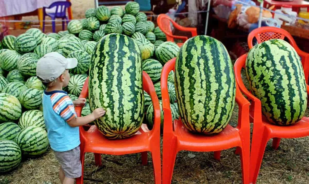 Congo Watermelon Seeds - 12 Non-GMO Organic Heirloom Seeds - Rare Citrullus lanatus for Home Gardens and Small Farms