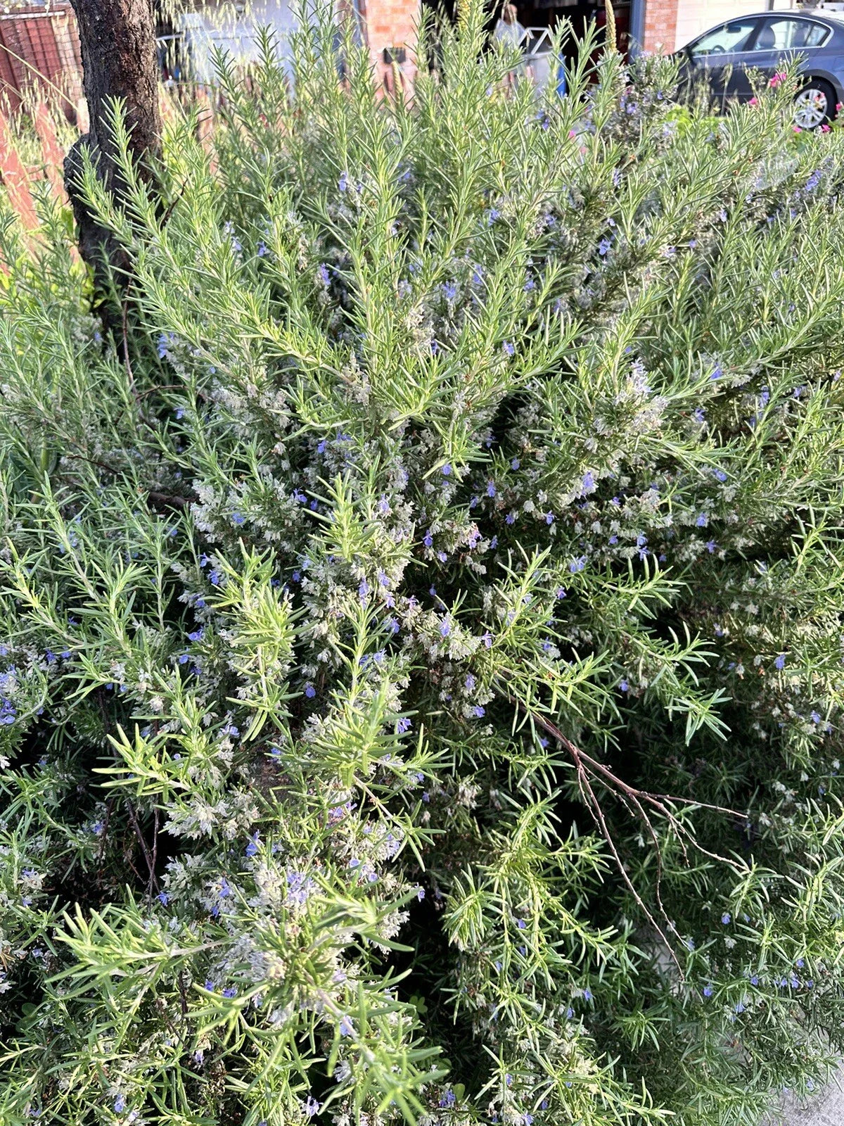 Organic Rosemary Herb Plant Cuttings 12 Pack - Rosmarinus officinalis - Fresh USA Grown Culinary Herbs - 10 Inch Cuttings