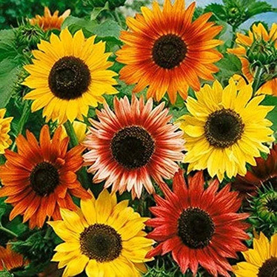 Autumn Beauty Mix Sunflower Seeds - 55 Seeds - Helianthus annuus - Vibrant Yellow, Orange, Burgundy Blooms for Garden