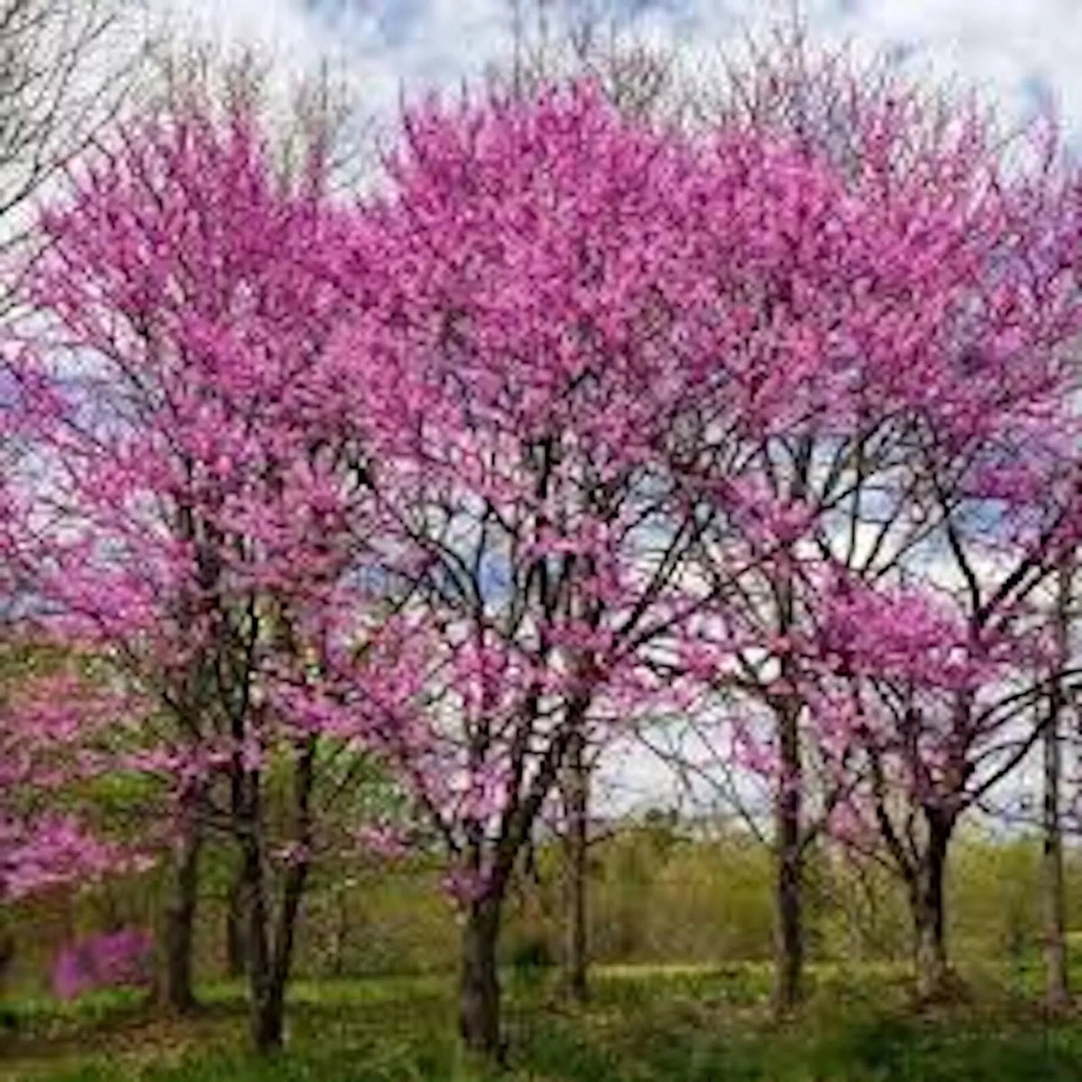 Eastern Redbud Tree 14-18in Bare Root Cercis Canadensis Live Plant, Dormant with Buds, Pink Flowers, Ideal for Gardens