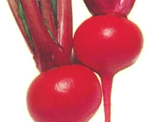 Red Round Turnip Seeds - 100 Heirloom Seeds - Brassica rapa - Exotic Garden Variety for Easy Planting