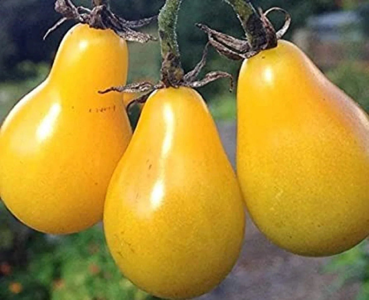 Yellow Pear Tomato Seeds 200 Non-GMO Heirloom Solanum lycopersicum for Home Gardens & Container Planting