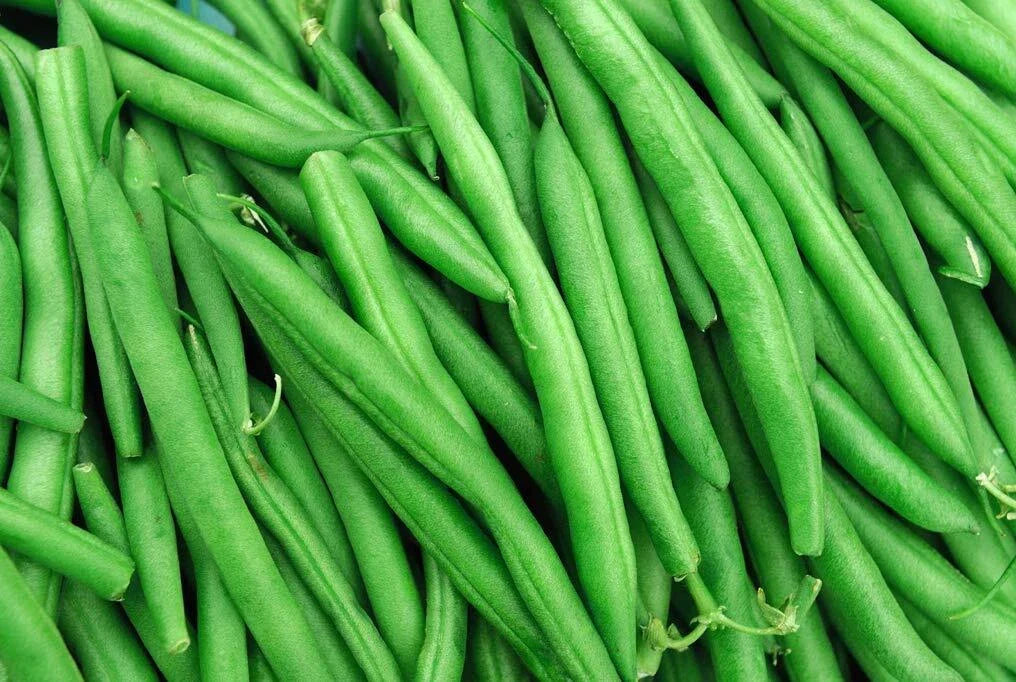 String Bean Seeds | 50+ Non-GMO Blue Lake Heirloom | Bush Variety | Phaseolus vulgaris