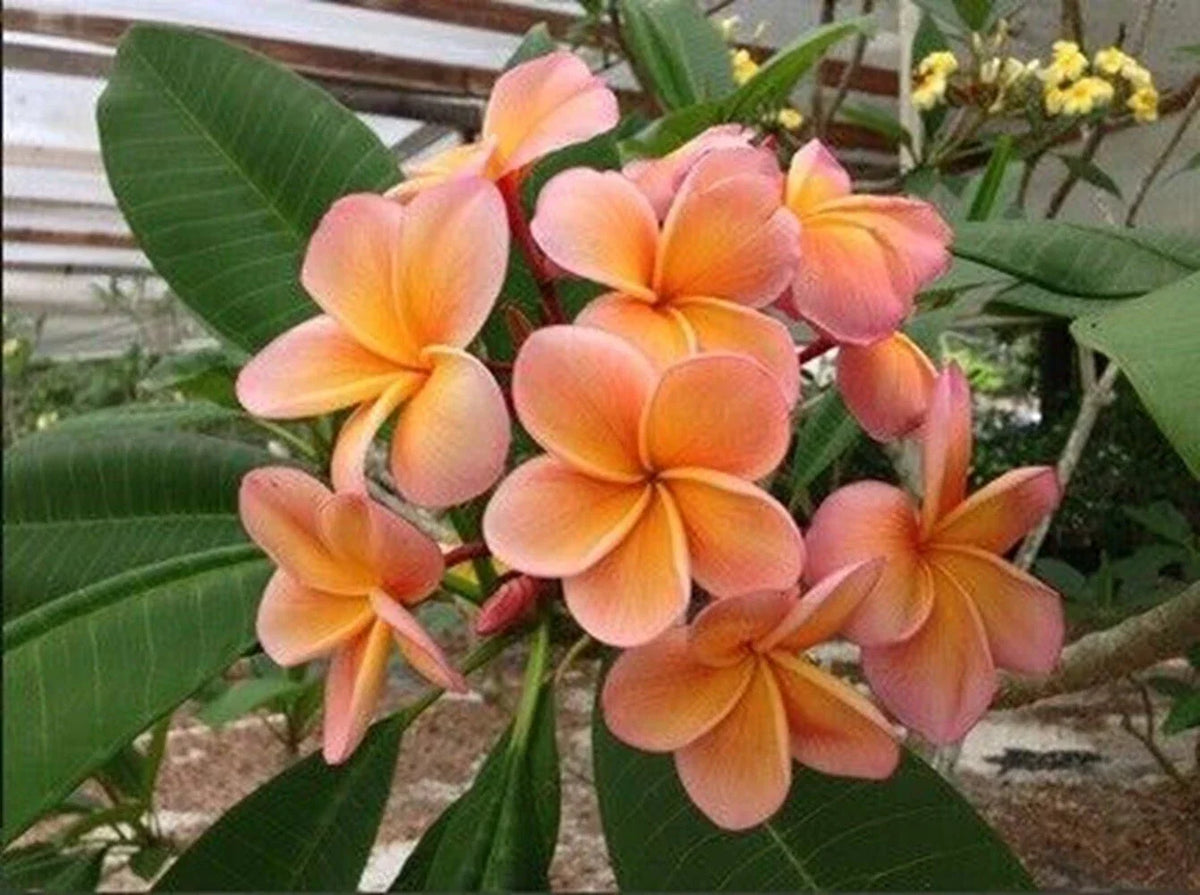 Plumeria Seeds - 5 Pack Light Pink Orange Flowers - Plumeria spp. - Tropical Perennial for Gardens and Patios