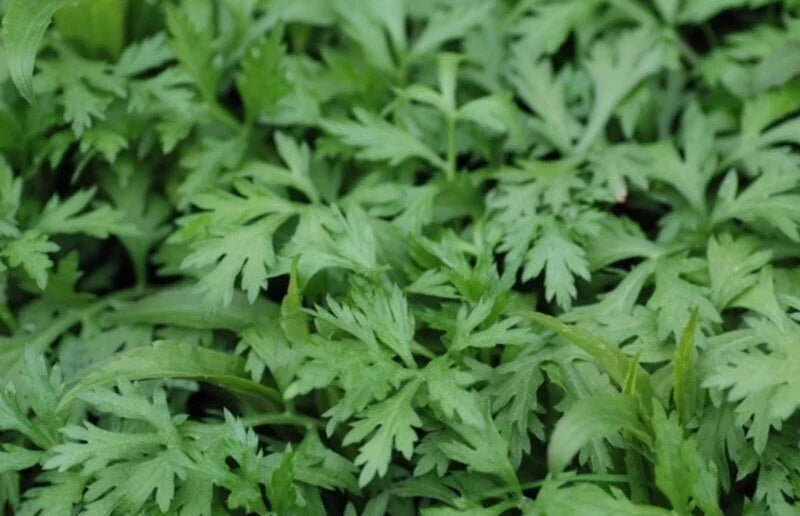 Organic Mugwort Starter Plants - 15 Artemisia vulgaris - Cay Ngai Cuu - θΎθ - Pesticide-Free, Garden Grown