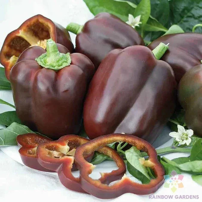 Chocolate Bell Sweet Pepper Seeds - 25+ Heirloom Seeds for Garden Planting - Capsicum annuum - Non-GMO, USA