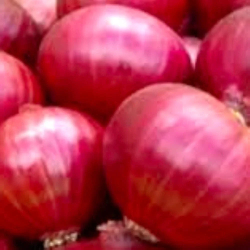 Red Creole Onion Seeds | NON-GMO Heirloom | Allium cepa | Fresh Garden Seeds for Culinary Use