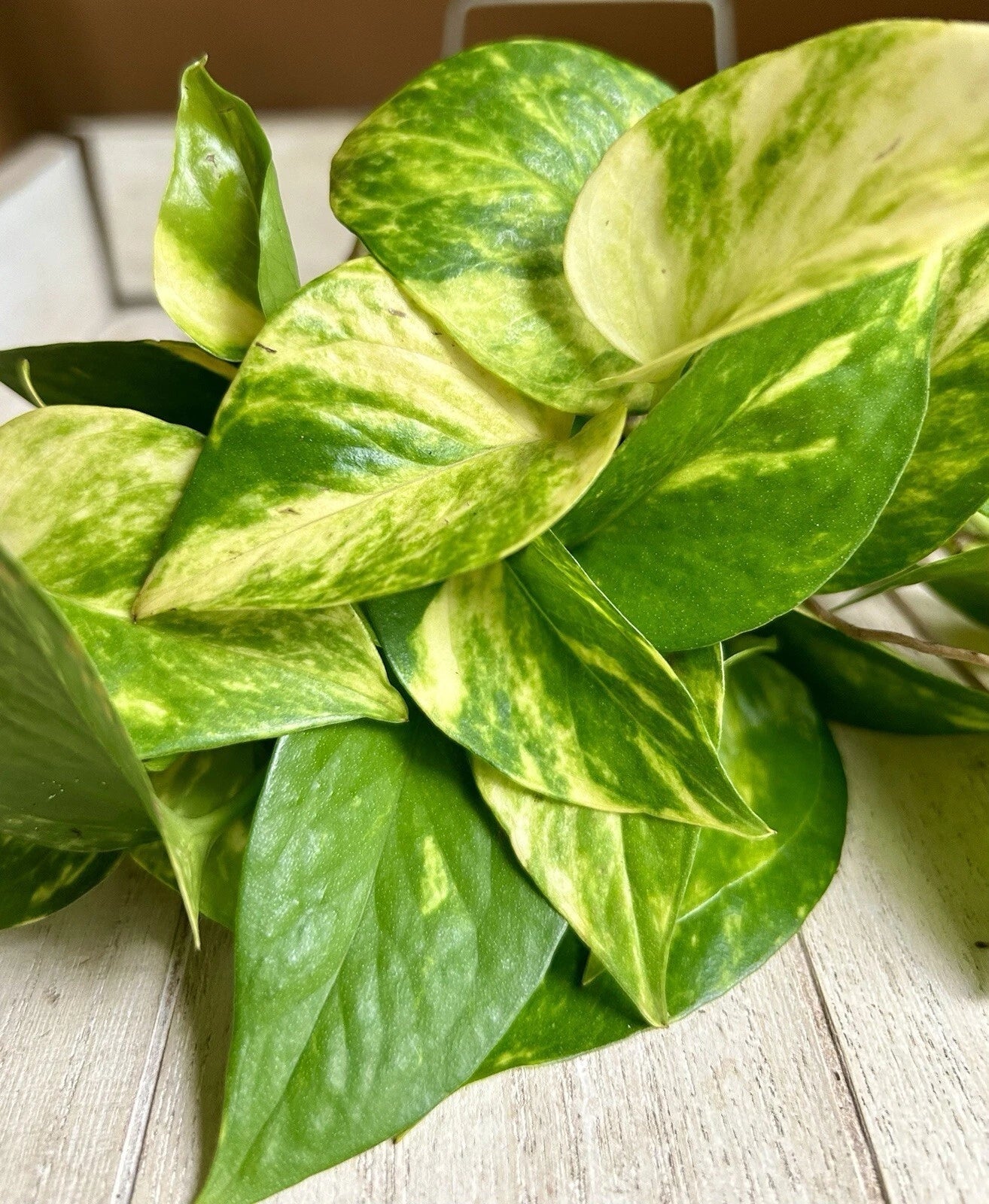 20 Rooted Pothos Cuttings - Easy Care Indoor Plant - Epipremnum aureum - Air-Purifying Houseplant for Home Decor