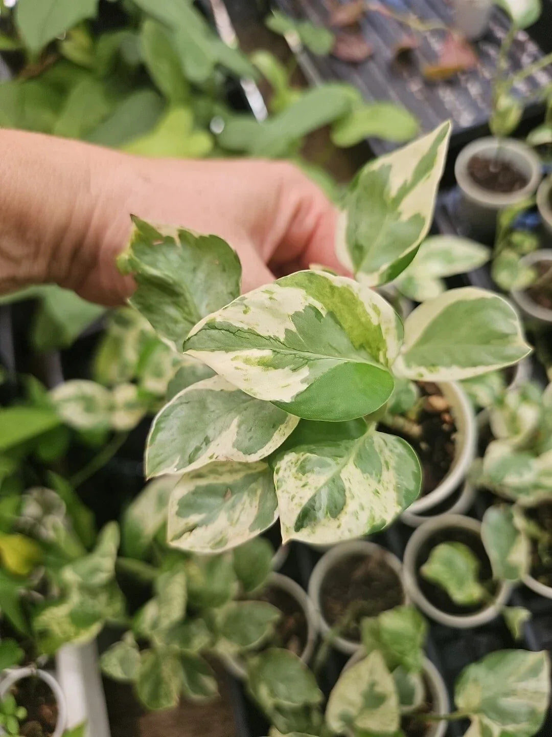 Rooted Live Pothos Plant - Pearl and Jade Variety - Epipremnum aureum - Easy Care Houseplant for Indoor Garden Decor