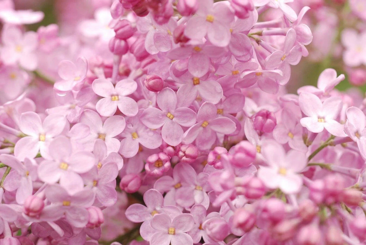 Blush Lilac Seeds 25 Pack - Fragrant Perennial Flower - Syringa vulgaris - Easy to Grow, Attracts Pollinators