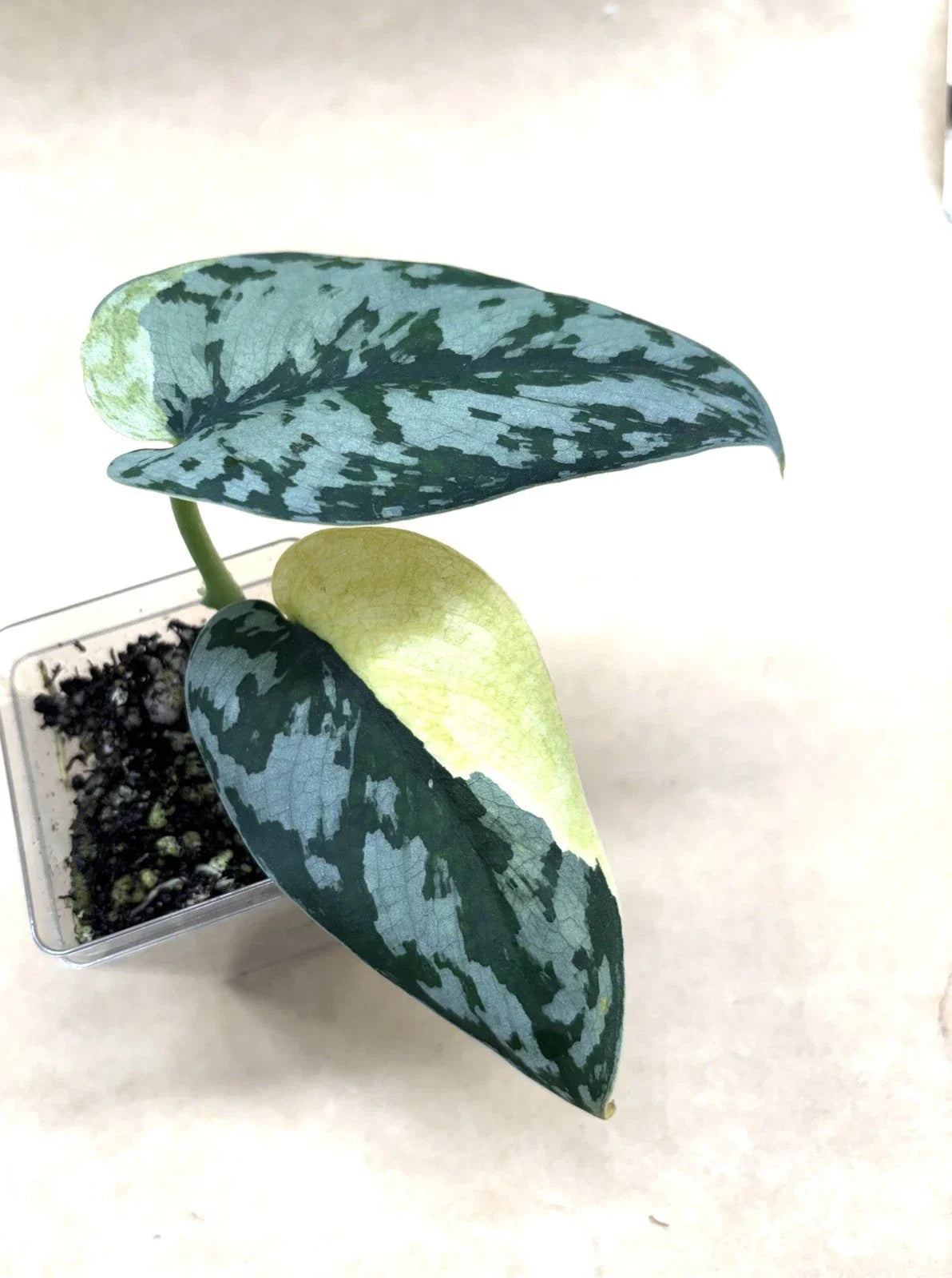 Rooted Cutting Scindapsus Maharlika Rare Plant - Epipremnum aureum - Live Cutting for Indoor Gardening - US Seller