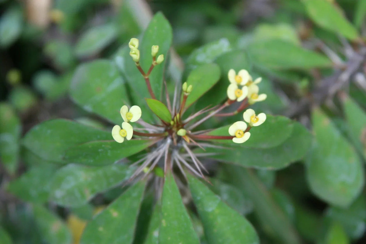 Tiny Yellow Euphobia Milii Cutting | Crown of Thorns Succulent | Drought-Tolerant Indoor Plant | Compact Cactus