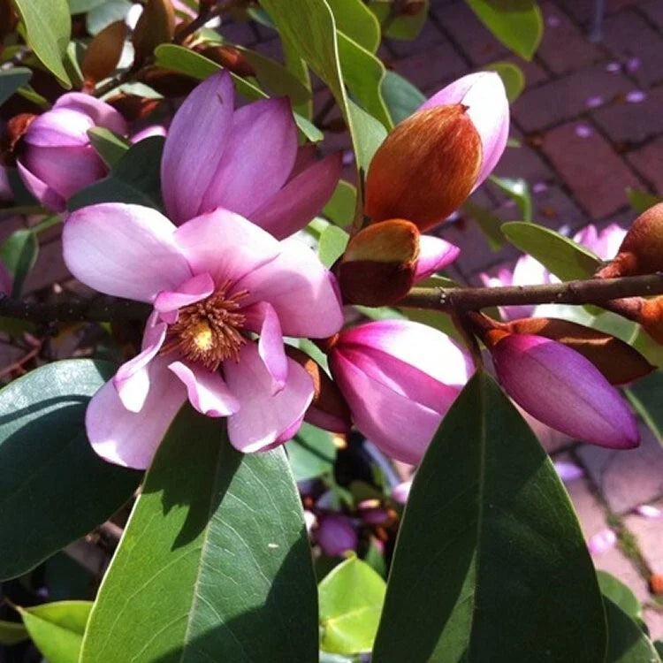 Michelia doltsopa Tree - 3-Gallon - Fairy Blush - Pink Fragrant Blooms - Well-Rooted Magnolia for Gardens and Landscapes