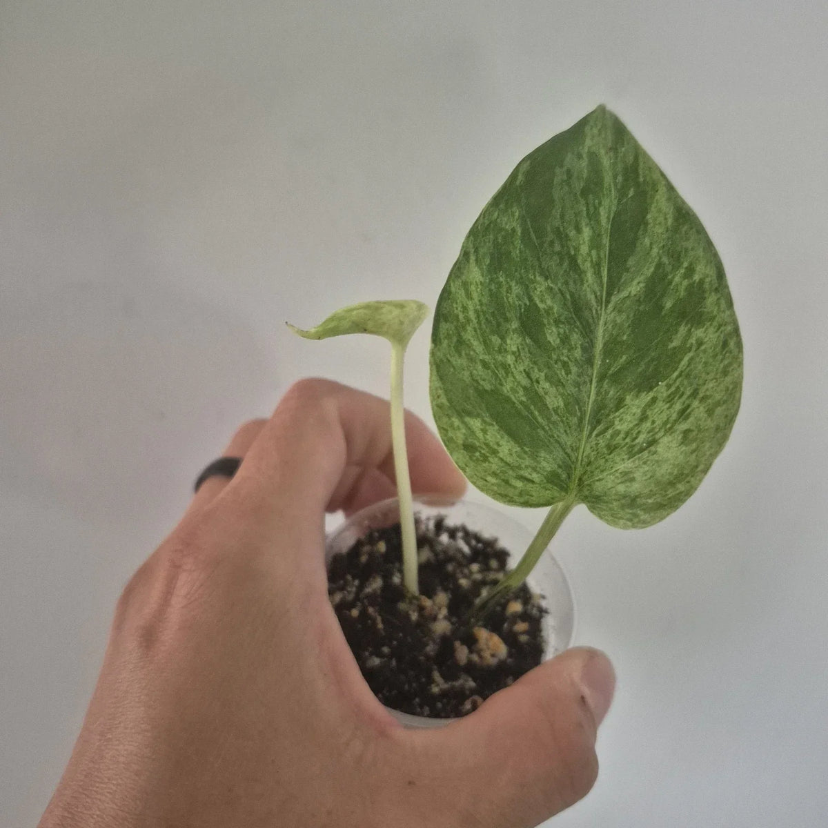 Marble Queen Pothos Starter Plant | 4-Inch Pot | Variegated Foliage | Epipremnum aureum 'Marble Queen'