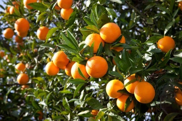 Orange Fruit Tree Scions Cuttings 6-8 Inches for Grafting, Citrus sinensis - 5 Healthy Cuttings for Home Gardening