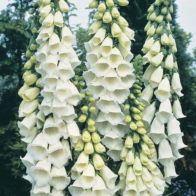 Alba Foxglove Seeds | Non-GMO Flower Seeds | Digitalis purpurea 'Alba' | 50 High-Quality Seeds for Garden