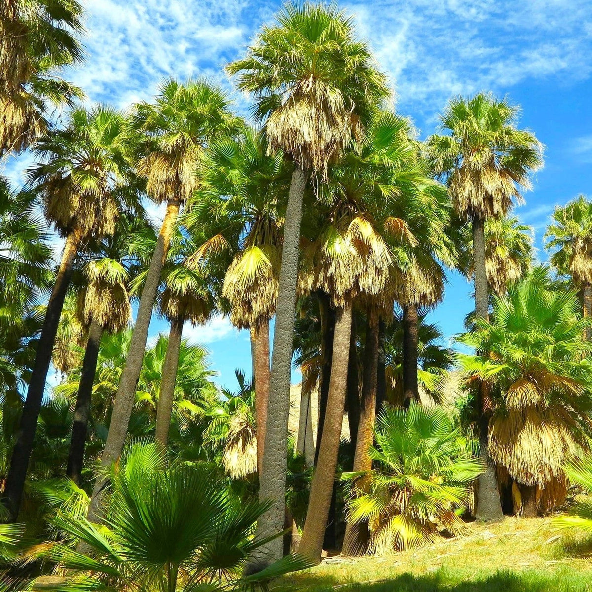 Giant California Palm Tree Seeds - Washingtonia robusta - Tropical Plant for Garden Landscaping - High Germination Rate