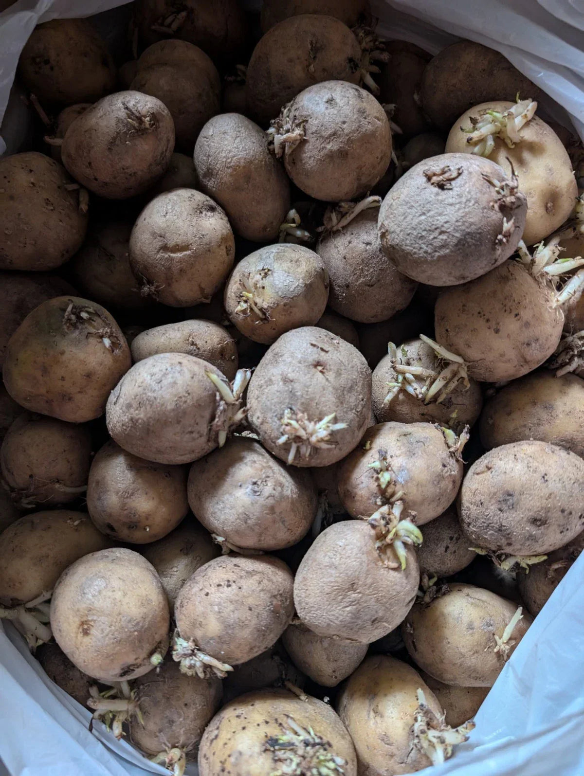 Kennebec Seed Potatoes 5 Medium Tubers Organic Non-GMO White Solanum tuberosum 'Kennebec' for Planting and Harvesting