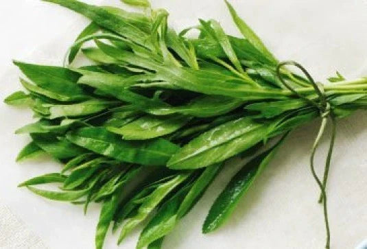 Fresh Tarragon Seeds - 200+ Pack - Heirloom Culinary Herb - Artemisia dracunculus - Free USA Shipping